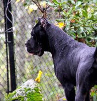 old world obrad custodi nos